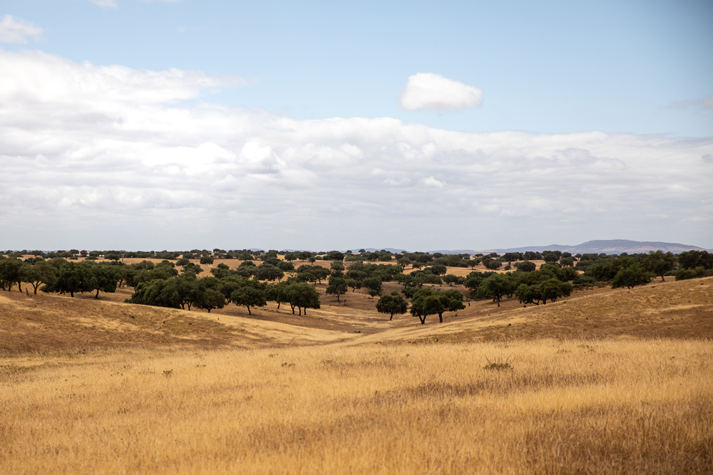 Biodiversidade